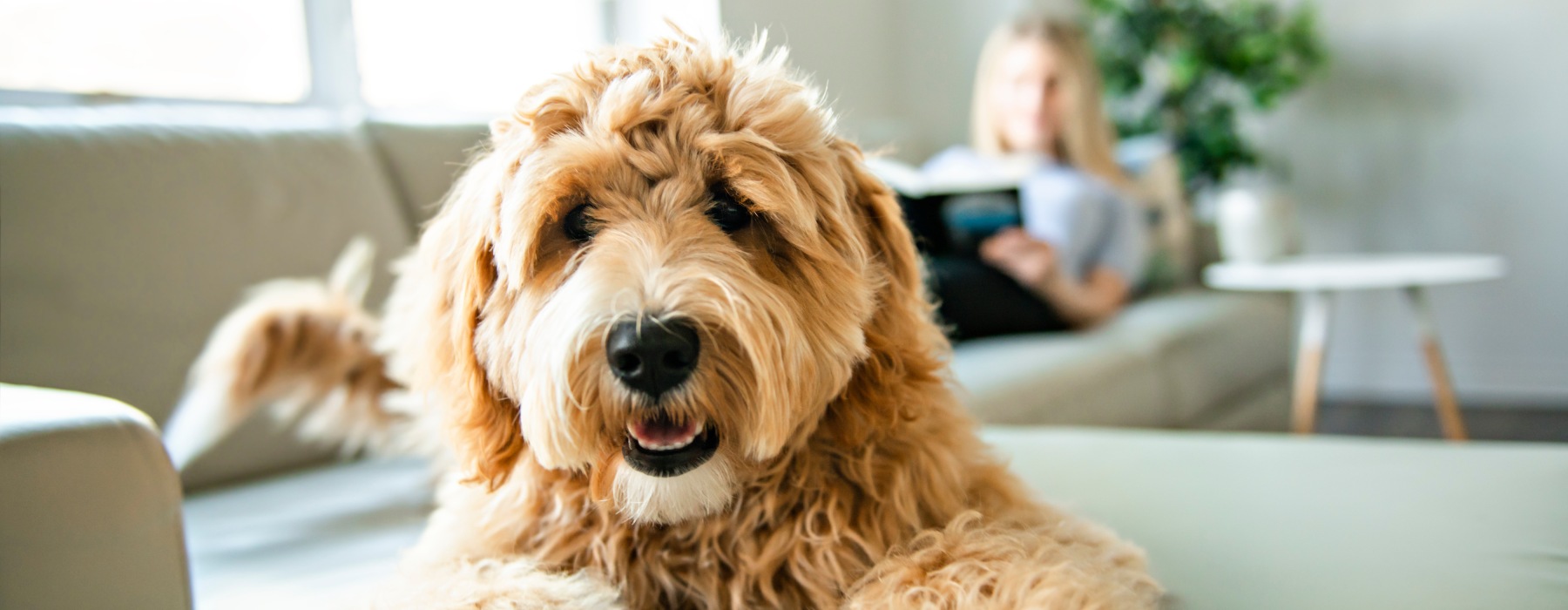 dog on couch