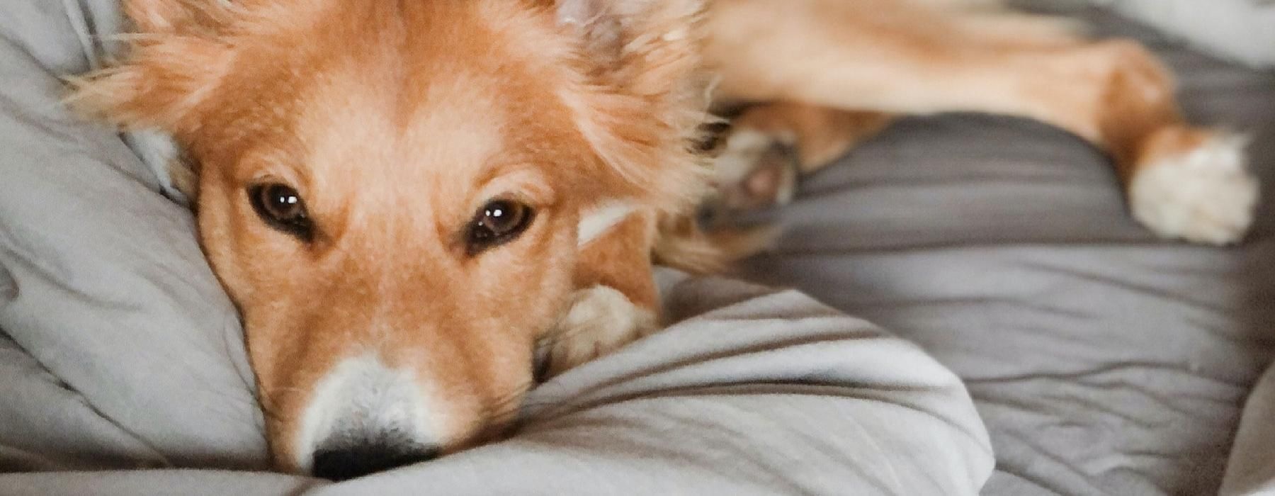 a dog lying on blankets